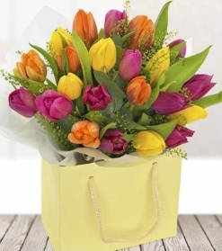 Tulip Temptation